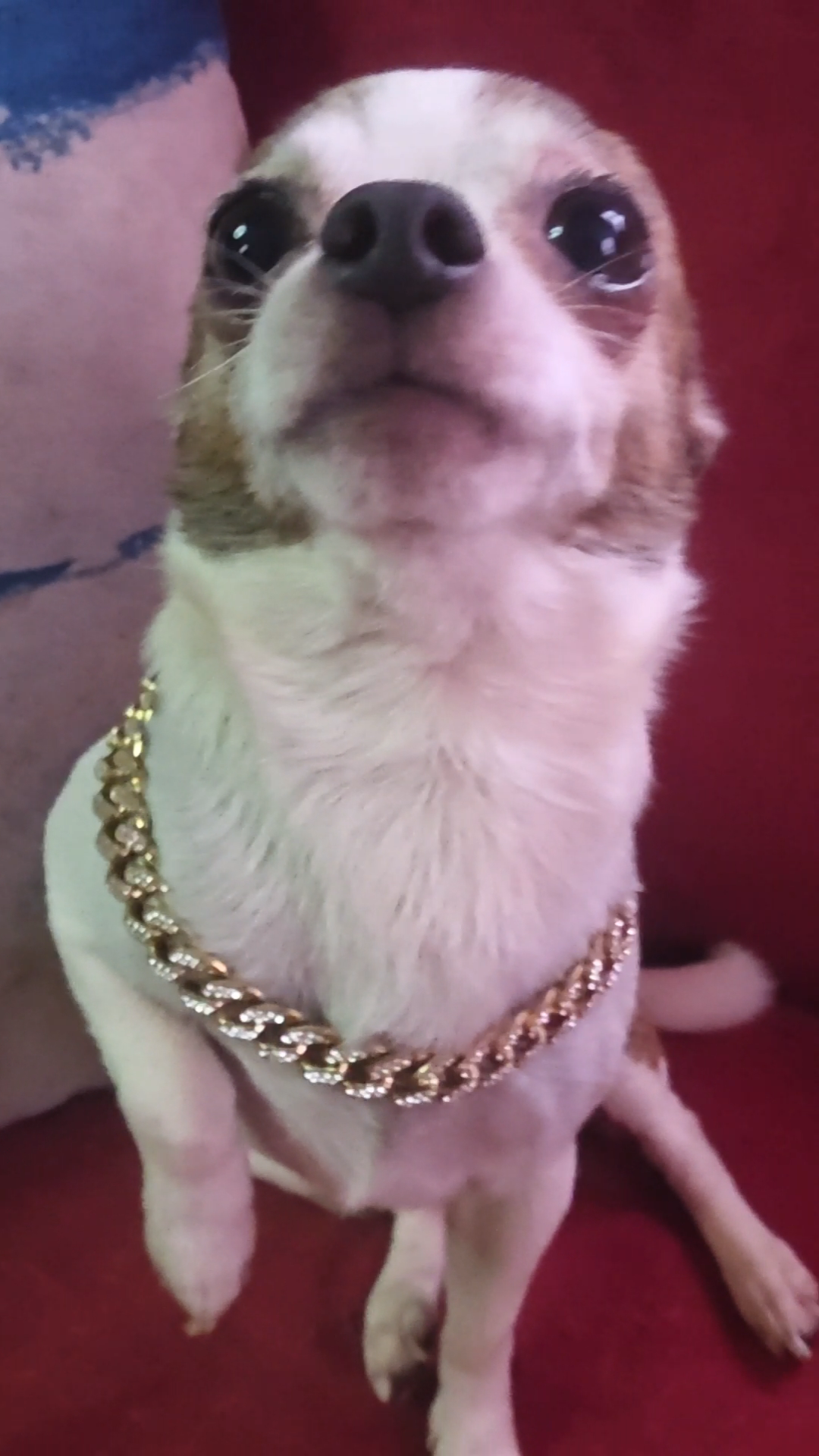 Pet Diamond Collar Cuban Link Chain Small Medium Large Dogs And Cats Necklace